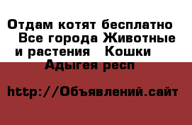 Отдам котят бесплатно  - Все города Животные и растения » Кошки   . Адыгея респ.